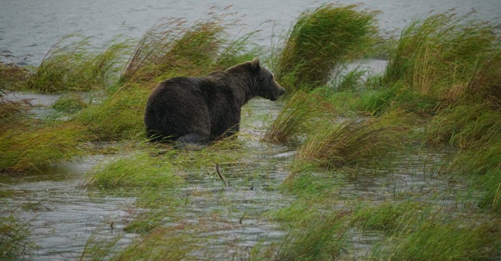 Resolvemos tu deuda en ,  Alaska
